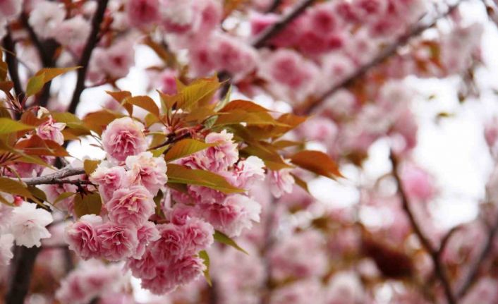 Güzel kokusuyla rengarenk çiçeği ile sakura ağacı