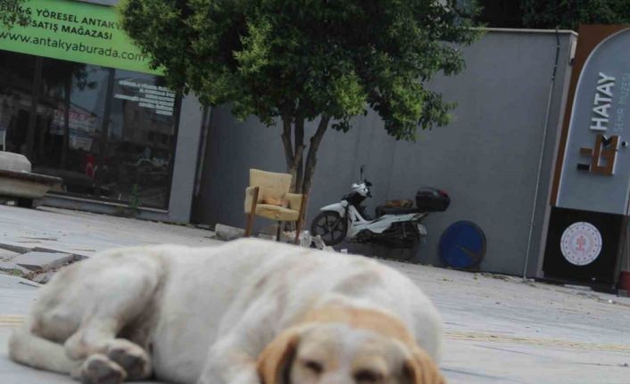 Hatay’da yaklaşık 10 bin depremzede ’can dost’ mama desteği bekliyor