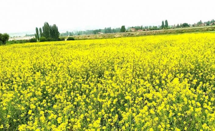 Hububat tarlasındaki yabani sarı hardal otu görsel şölen sunuyor