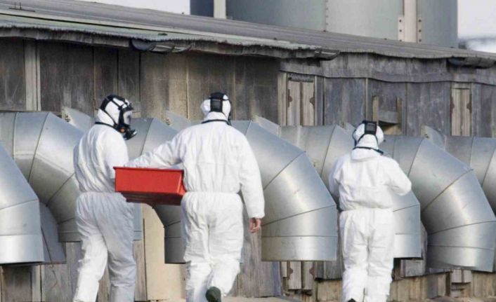 İngiltere’de çiftlikte çalışan iki kişide kuş gribi tespit edildi