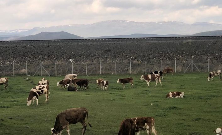 Kars’ta meralar renklendi