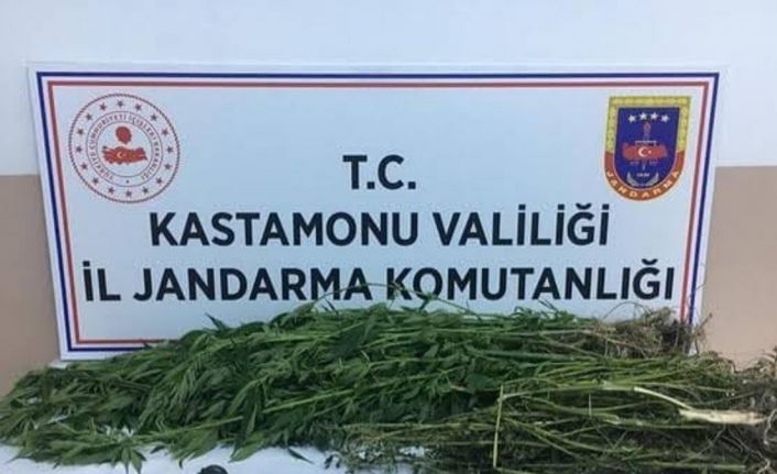 Kastamonu’da 28 kök kenevir ele geçirildi: 1 gözaltı