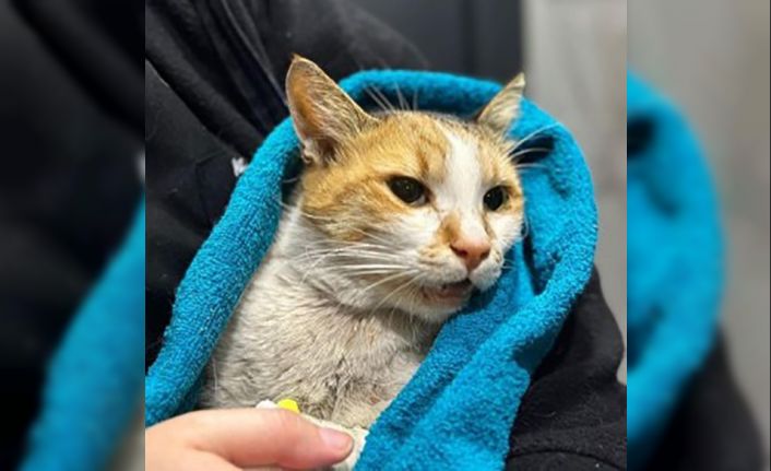 Kediye köpek saldırtarak öldüren şahıs 6 ay boyunca her ay hayvan konulu bir kitap okuyacak