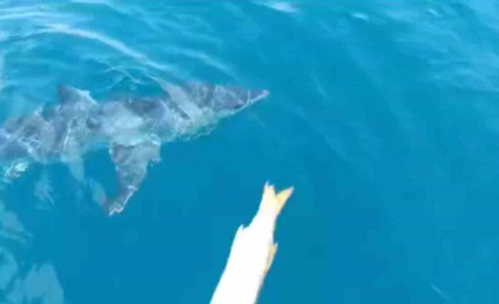 Köpekbalığının sıkı markajına yakalanan balıkçı: “’Tamam ağabey sen büyüksün’ deyip avımızı yarıda bıraktık”