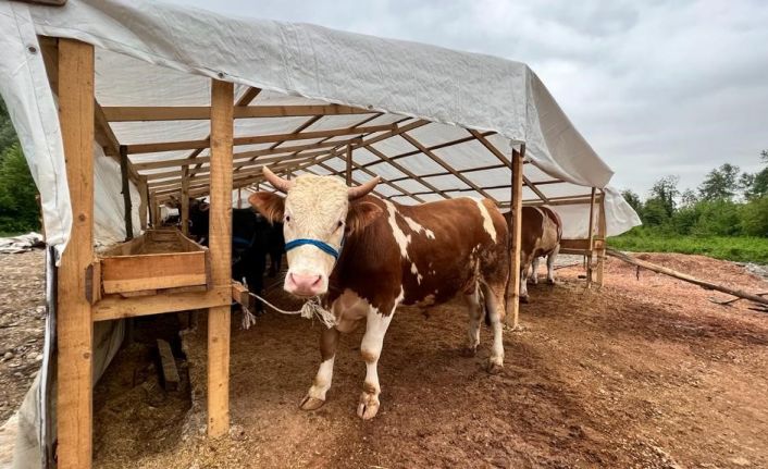 Kurbanlık hayvan satış yeri için hazırlıklar tamam