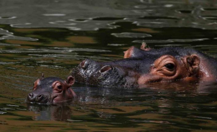 Malavi’de su aygırı tekneye saldırdı: 1 ölü, 23 kayıp