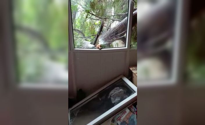 Maltepe’de devrilen ağaç evinin camlarını kırdı, facia ucuz atlatıldı
