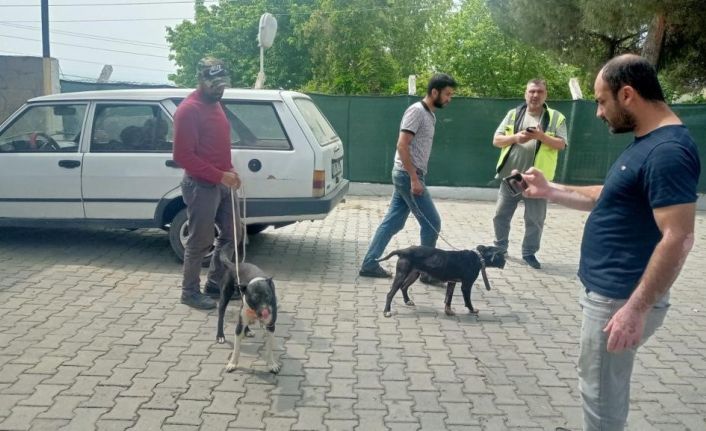 Manisa’da pitbull ile oklu kirpi avlayan 6 kişiye 138 bin 198 lira para cezası