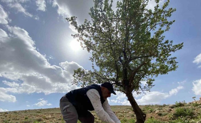 Merak üzerine çıktığı dağlık alanda, gölge bulamayınca kendini ağaçlara adadı