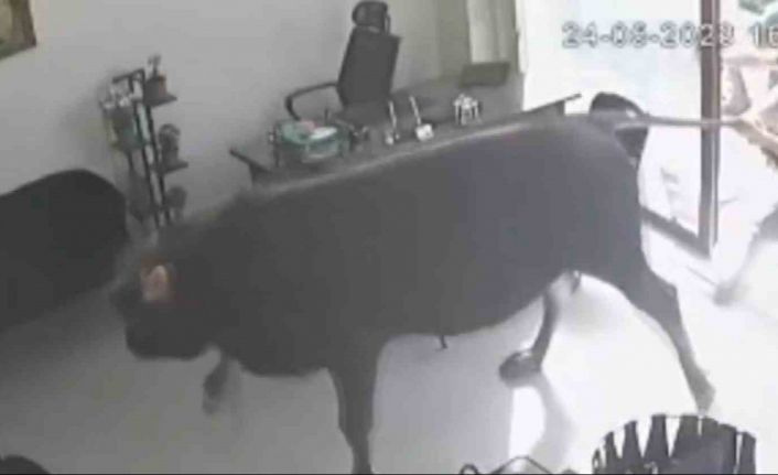 Mezbahadan kaçan dananın girdiği iş yerindeki emlakçı: “Dana içeri girince heyecandan sağ sola kaçtık”