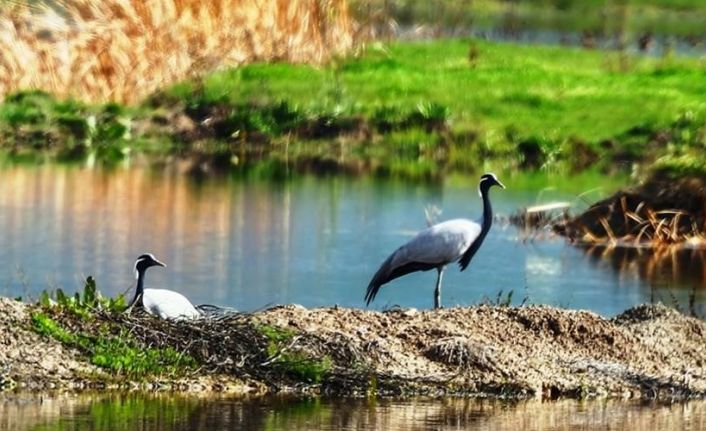 Milli Parklar, telli turna ailesinin fotoğrafını paylaştı