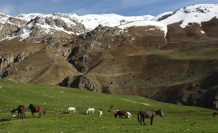 Munzur Dağlarındaki yılkı atları görüntülendi