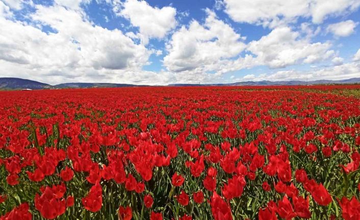 Muş Ovası’nı kırmızıya bürüyen lalelerden kartpostallık görüntüler