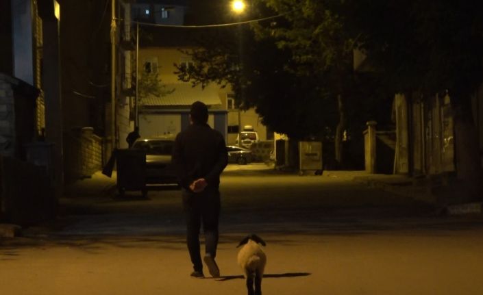 Muş’ta bebek gibi bakılan kuzu sahibinin peşinde çarşı pazar geziyor