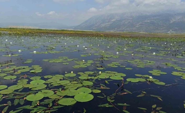 Nilüfer tarlası doğaseverlerle buluşmak için gün sayıyor