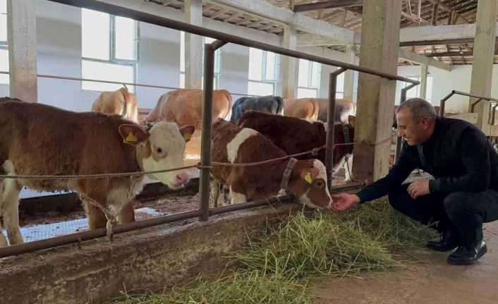 Ordu’da besiciler yeni ahır sistemini benimsedi