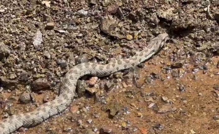 Orta Doğu ve Orta Asya’da yaşıyor, Tunceli’de görüntülendi