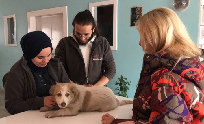 Otomobilin çarptığı köpeğin çığlıklarını duyan merhametli doktor yaralı köpeğin yardımına koştu