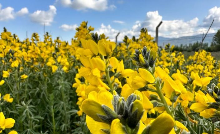 (ÖZEL) Dünyada bir tek bu bölgede yetişen çiçeği koparmanın cezası dudak uçuklatıyor