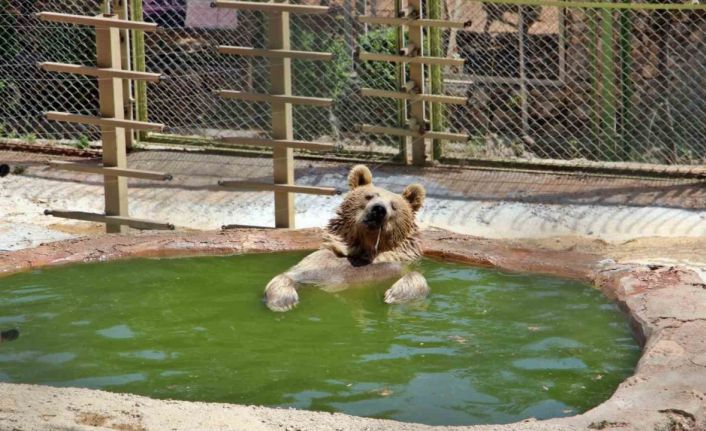 Sıcaktan bunalan boz ayı ailesinin havuz keyfi