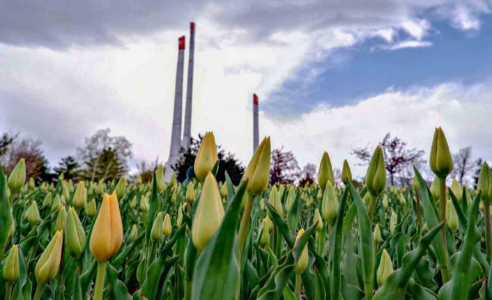 Şimdi Erzurum’da lale zamanı