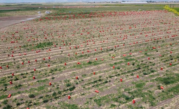 Soğanın tarlada fiyatı 4 liraya kadar indi