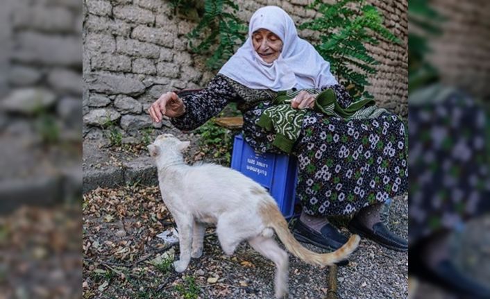 Sokak kedileri öksüz kaldı