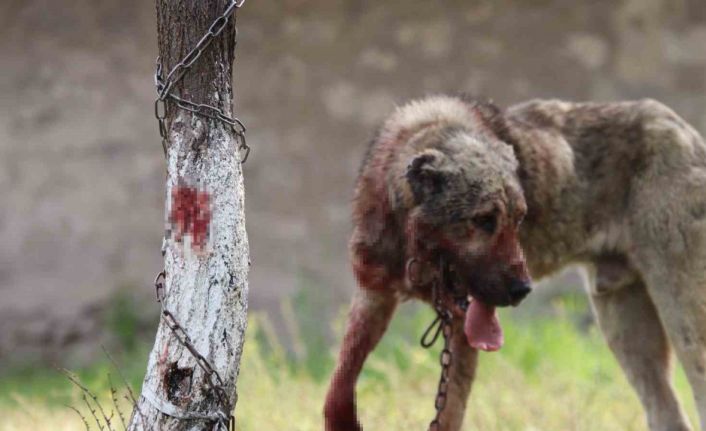 Sokak köpeği dehşet saçtı: Önce çocuğu ısırdı, sonra bir başka köpeği boğdu