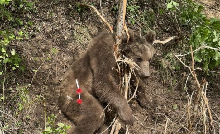 Tele takılan boz ayı kurtarıldı