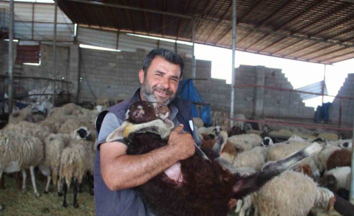 Telef olan hayvanlarının yerine yenisi verilen depremzede: "Gel koyununu al dediler, şok yaşadım"