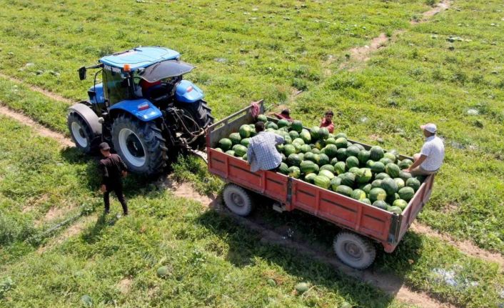 Tescilli Adana karpuzunda hasat başladı