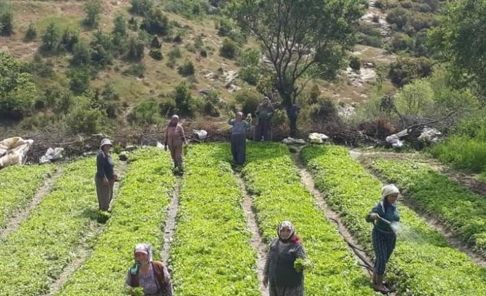 Tütün ekimleri yoğunlaştı