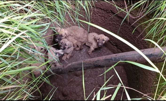 Vatandaştan su kuyusunda mahsur kalan köpekler için kurtarma operasyonu