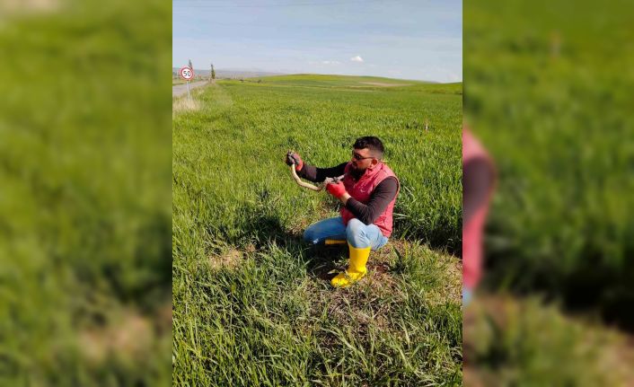 Yakaladığı yılanla kedi yavrusuyla oynar gibi oynadı