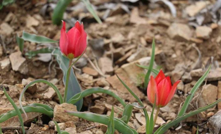 Yılda 15 gün görülen “dağ lalesi” görenleri hayran bırakıyor