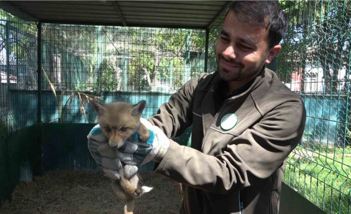 Yol yapım çalışması sırasında bulunan yavru tilki koruma altına alındı