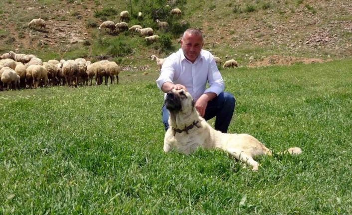 Yurt dışının stres ve iş yoğunluğundan bunalan gurbetçi, 22 yıl sonra köyünde hayvancılığa başladı