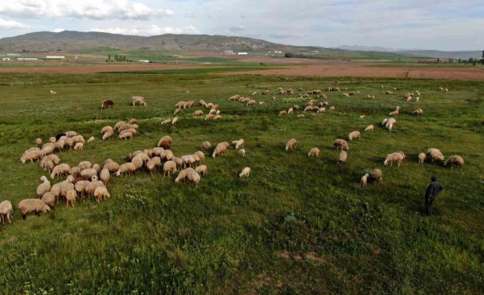 Ziraat Odası Başkanı Çetindağ: “Kurban için yeteri kadar hayvanımız var”