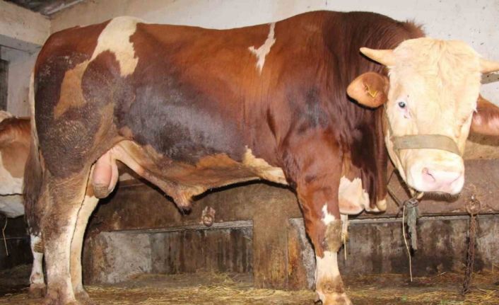 1 tonluk “Paşa” 125 bin liradan satışa çıktı