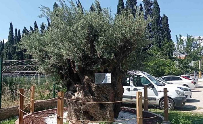 30 kilometre uzaktan taşınan bin yıllık zeytin ağacının bakımı özenle yapılıyor