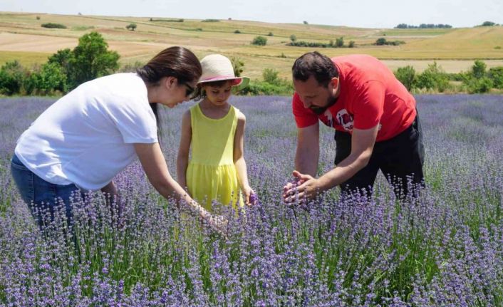 5 yıl önce Edirne’de lavanta bahçesi kuran çift ürünlerini Avrupa’ya ihraç etmeyi hedefliyor
