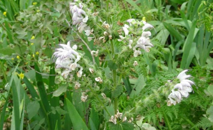 600 adet bulunan Siirt adaçayının çiçeklerini koparanlara 244 bin 315 lira ceza veriliyor