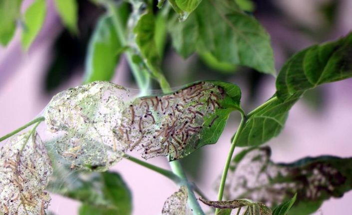 628 bitki türene zarar veriyor