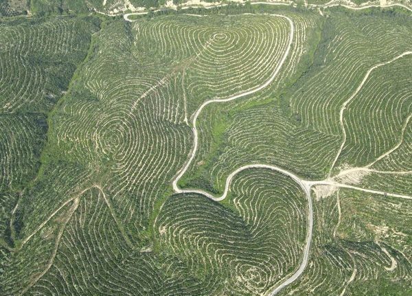 650 bin fidan toprakla buluştu, yanan ormanlar yeniden yeşeriyor