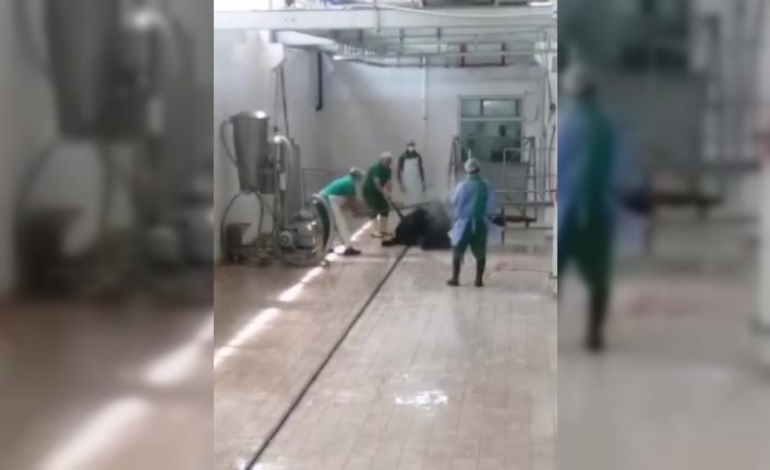 Adana Et ve Süt Kurumu’nda skandal görüntüler