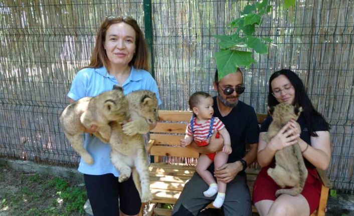 Afrika aslanı Sultan 6 yavru birden dünyaya getirdi