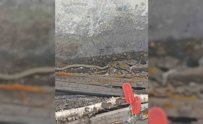 Ağrı’da bir eve girmeye çalışan yılan yakalandı
