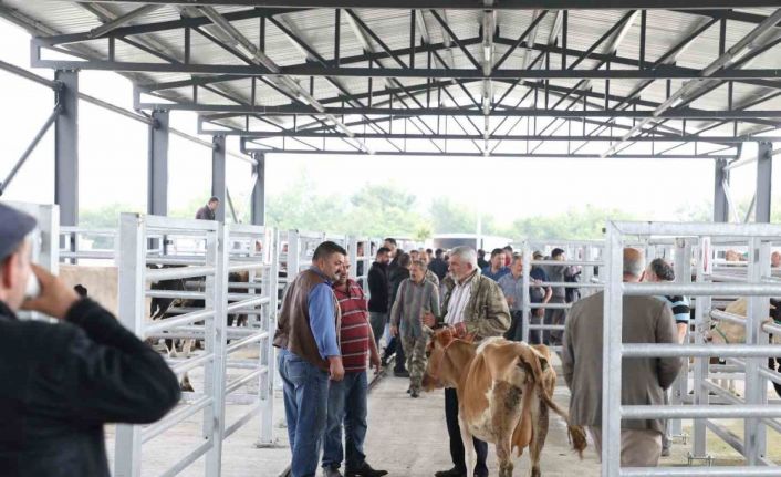 Akyazı Belediyesi Canlı Hayvan Borsası’na yoğun ilgi