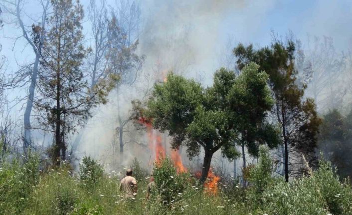 Anızdan başlayan yangın ormana sıçradı, 2 dönüm kızılçam ormanı yandı