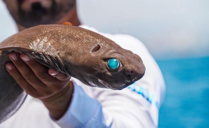 Antalya açıklarında balıkçının 400 metre derindeki oltasına ‘ışık saçan’ köpek balığı takıldı